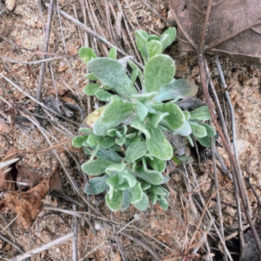 鼠曲草粑软萩粑红安名吃