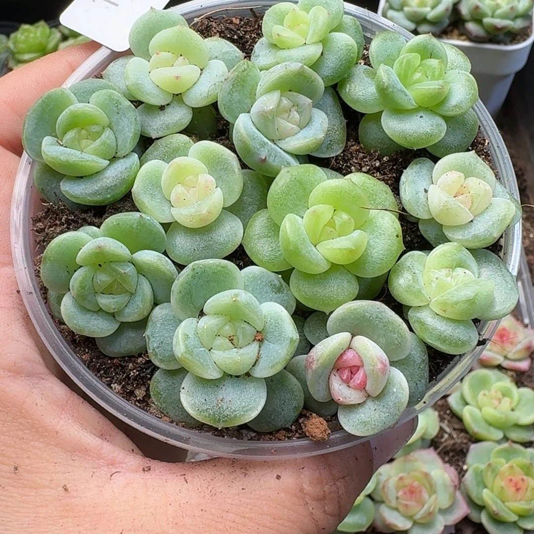 袅***袅一物一拍一物一拍907-198