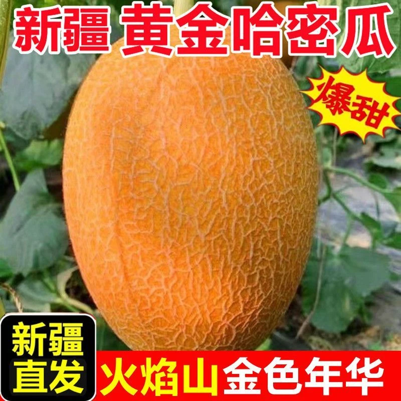 【产地直发】新疆吐鲁番哈密瓜现摘现发应季新鲜脆甜多汁水果