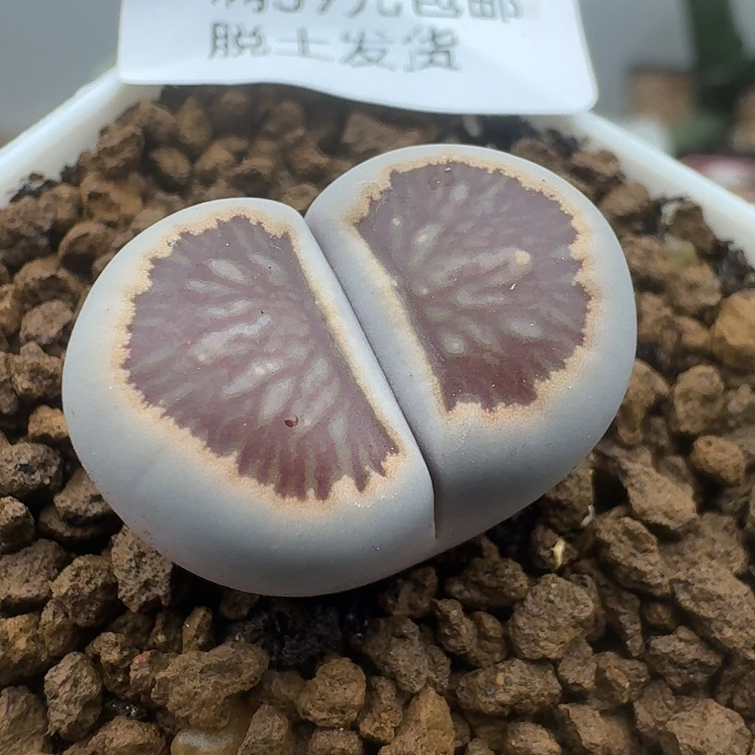 652多肉哈哈哈哈哈哈2.3厘米