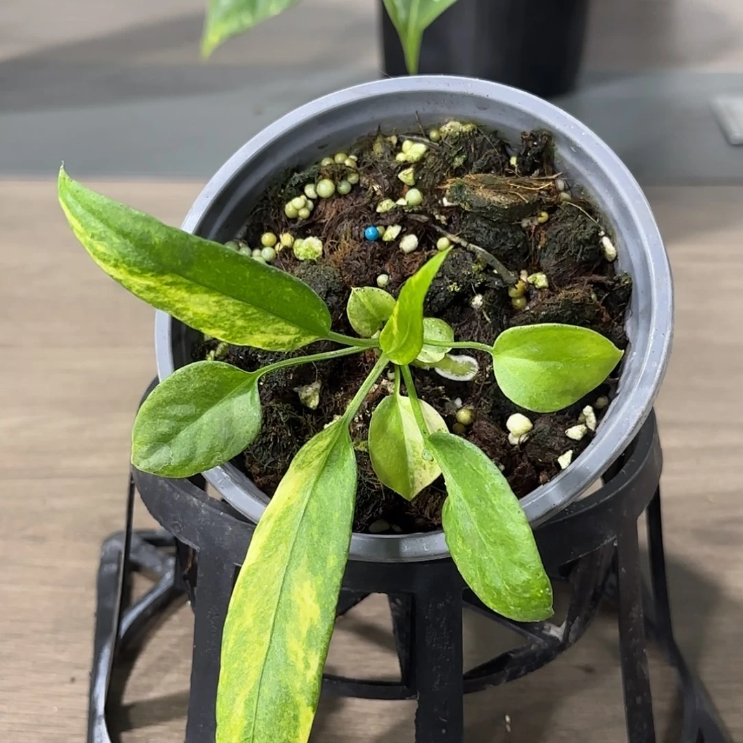 无花朵维他领带锦花烛