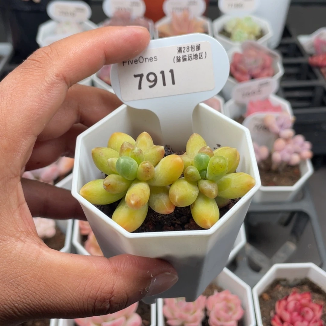 7911黄香蕉5.0厘米