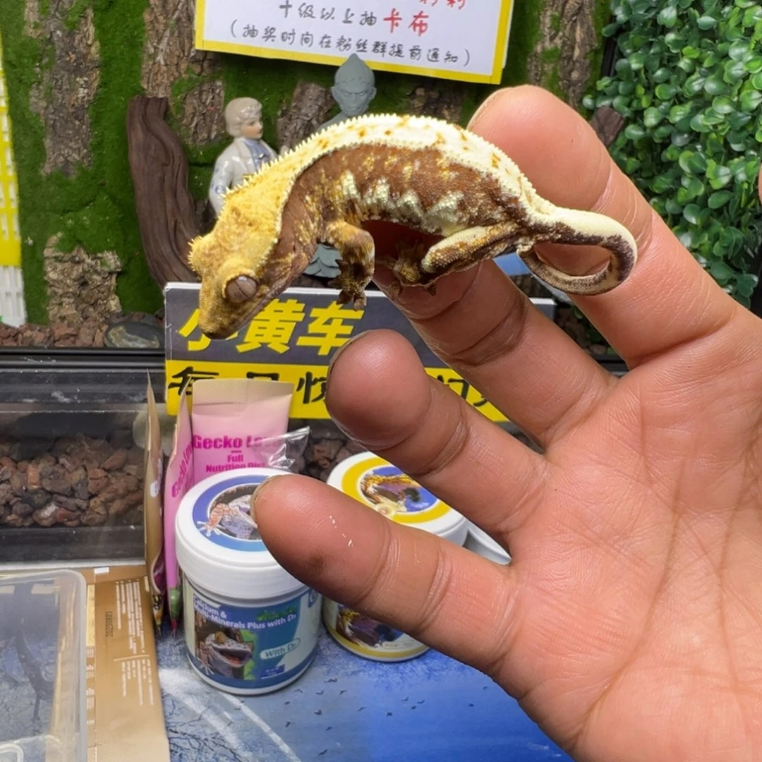 睫角守宫暗红底莉莉