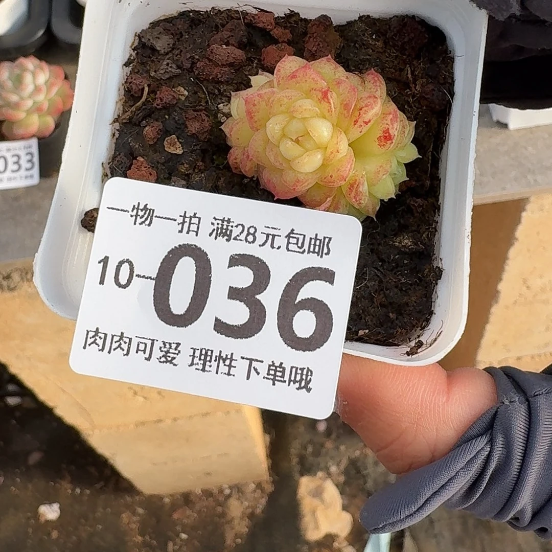 优选珍妮无盆土发货无