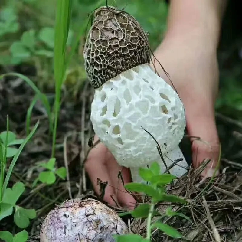 露思同款推荐纯净重新鲜长裙竹荪菌菇煲汤火锅食材营养丰富