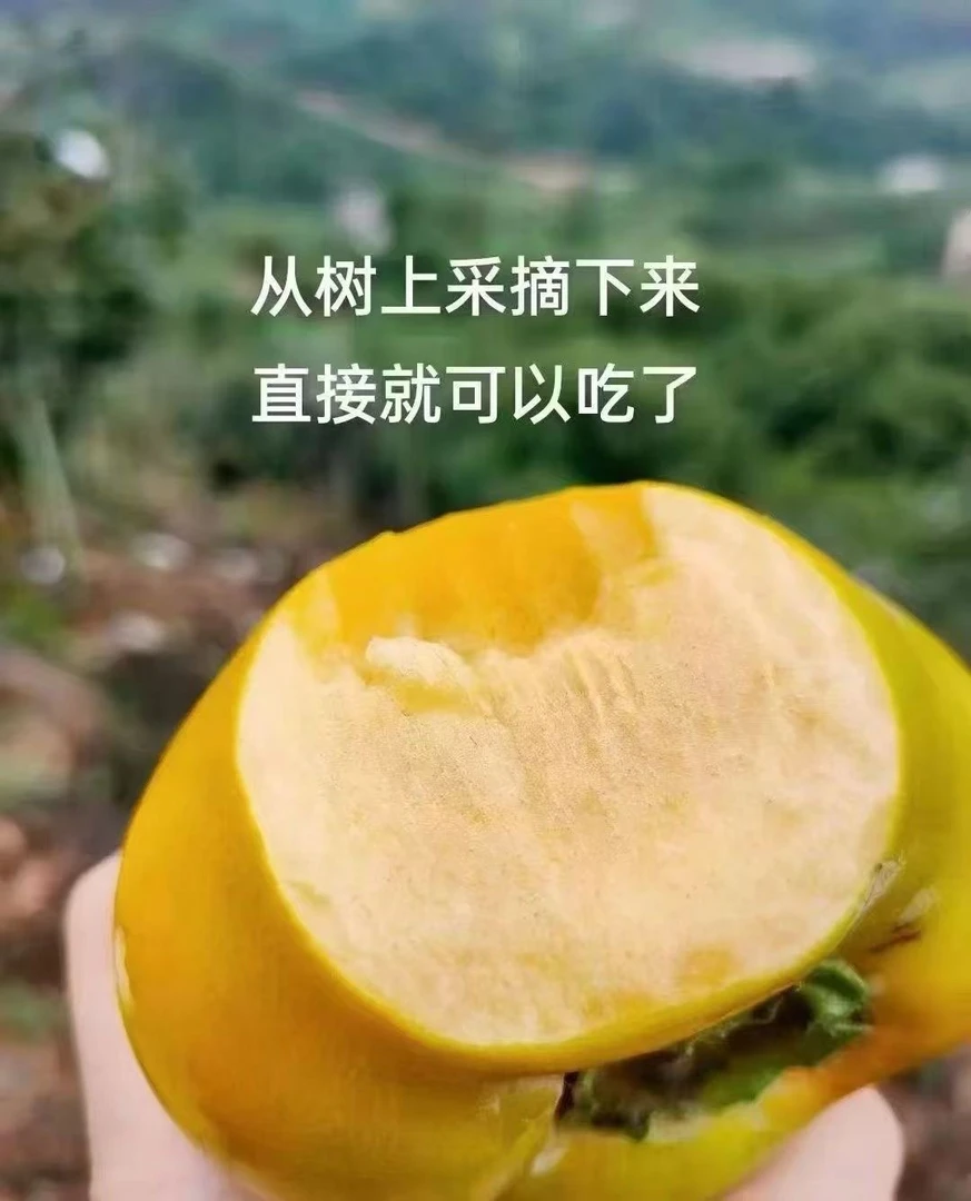 广东信宜北梭甜柿（树上）自然成熟脱涩
