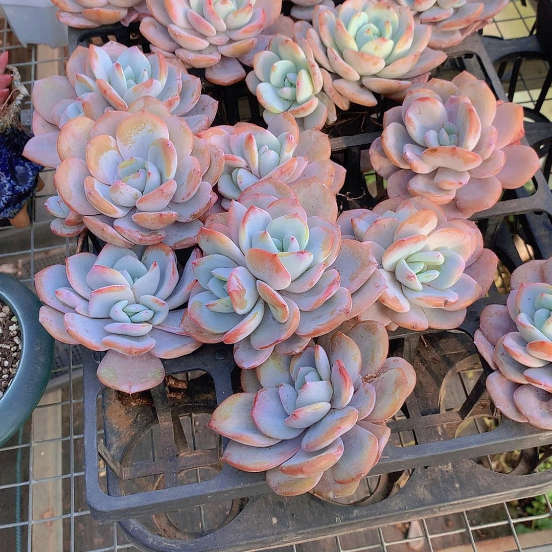 小老庄双头韩奶茶356788999