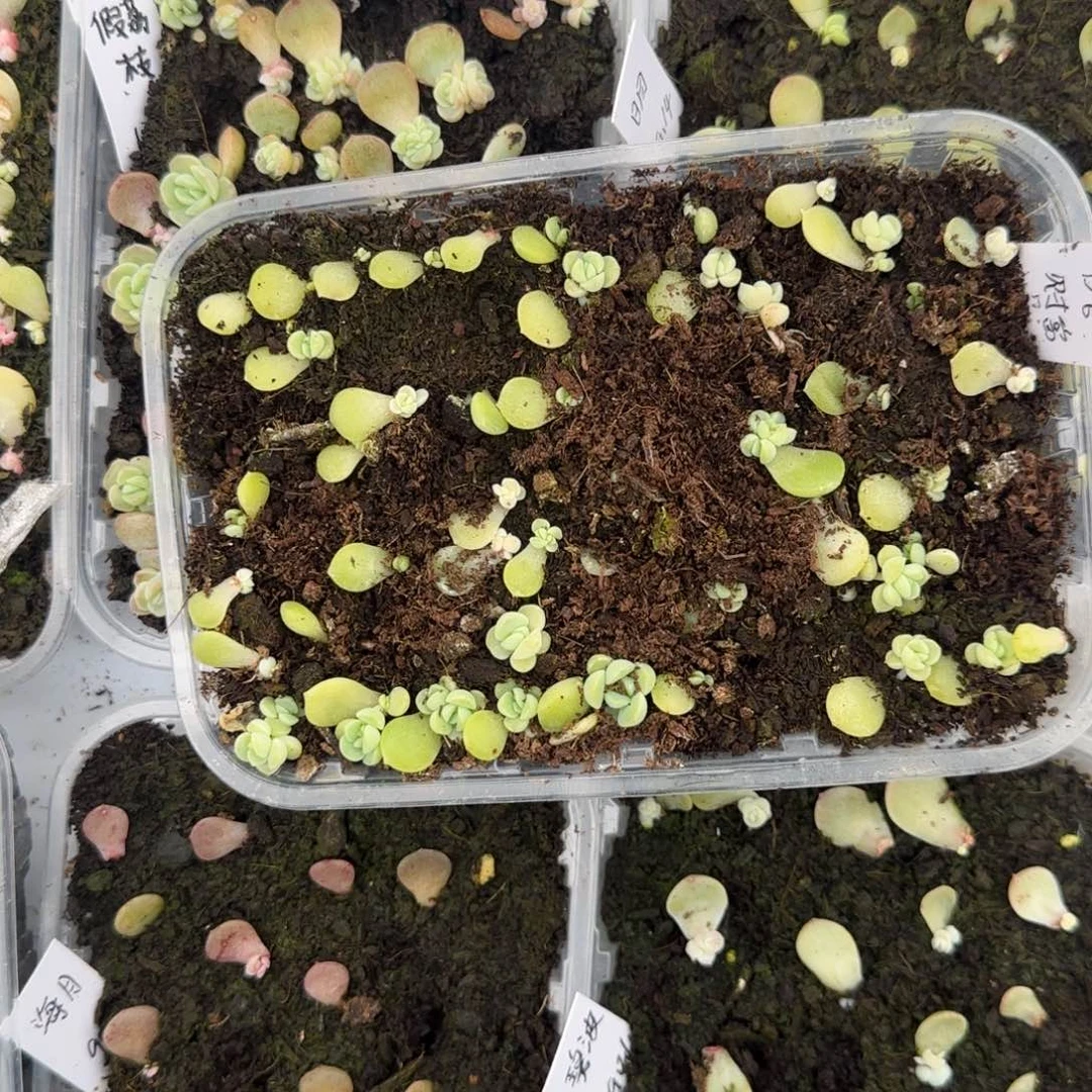 D6 芝麻穴1个满25包邮