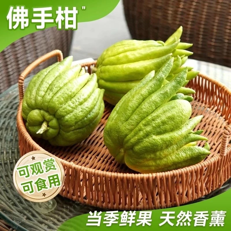 新鲜现摘带枝佛手柑可水培观赏闻香食用室内绿植