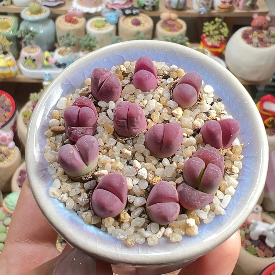 多肉植物94号红大内