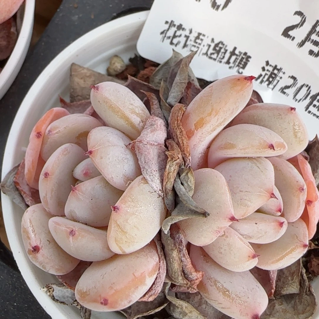 花语逸境0214-40
