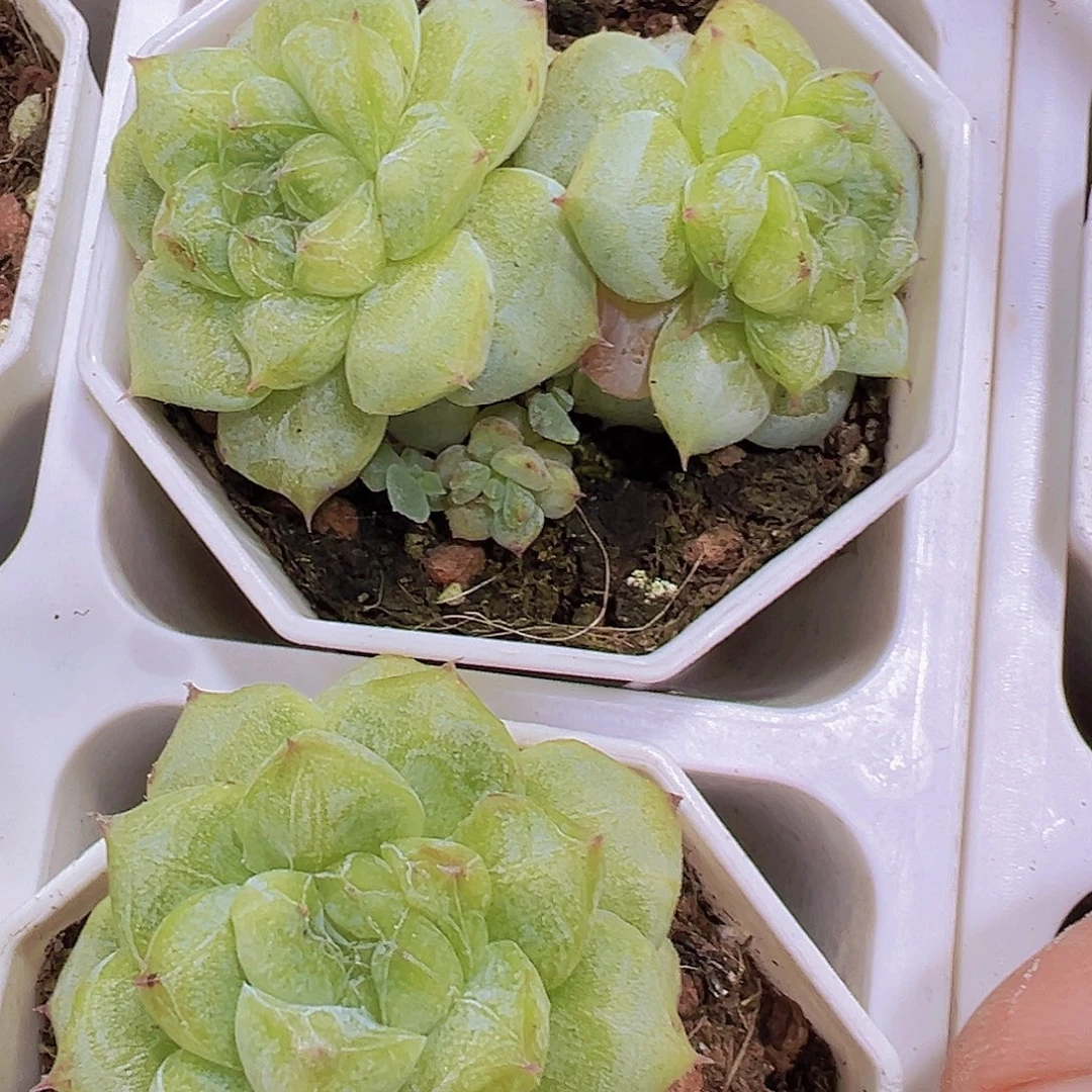 双头粉钻石化9.9包邮