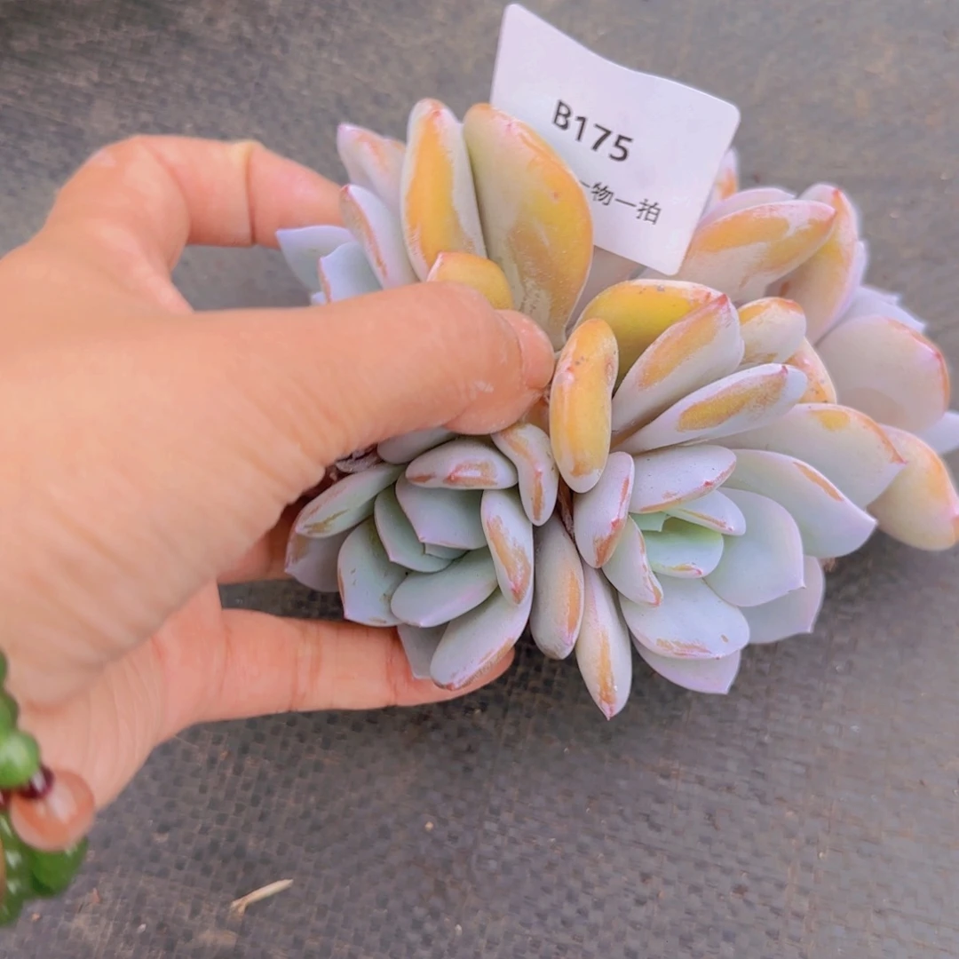 花***态B203奶茶小5头