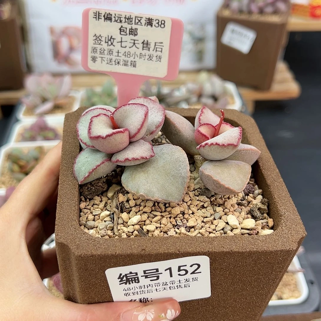 ?****果182金牛座多肉植物