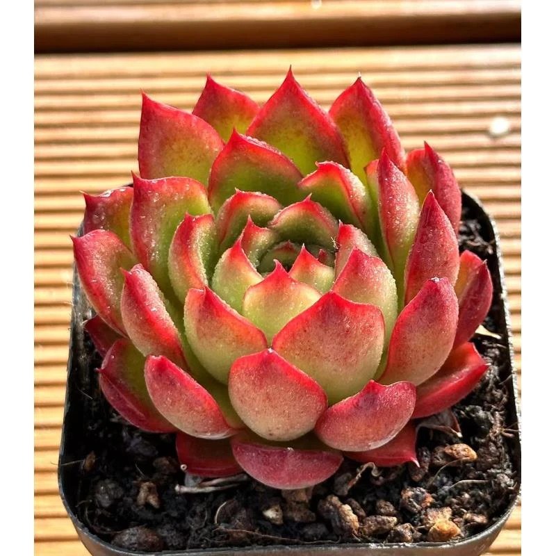 7# 剑 舞 前男友精品多肉 SM910