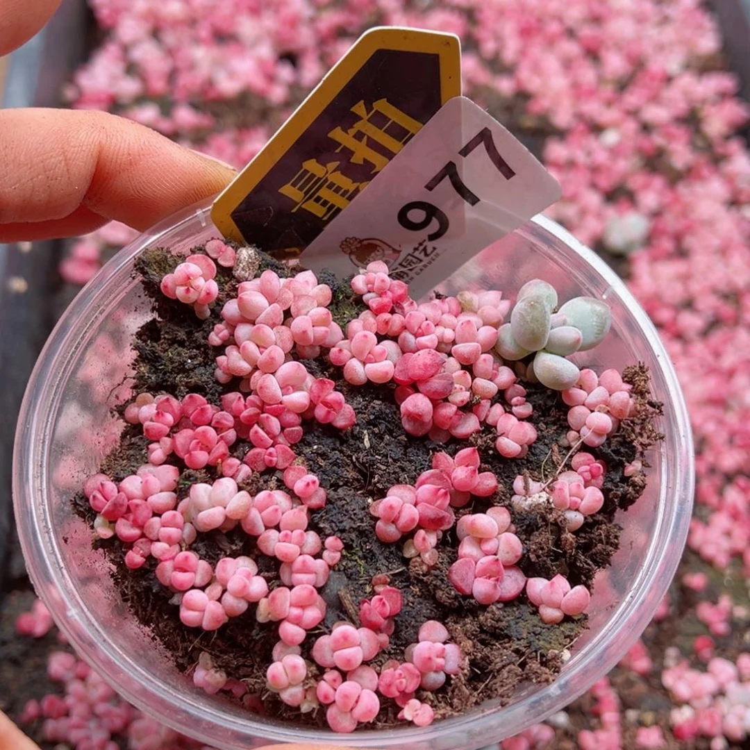 多肉植物多肉植物