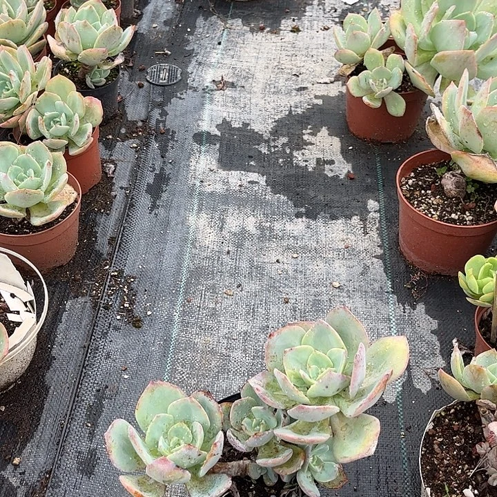 用***8738白凤脱土发货不退不换