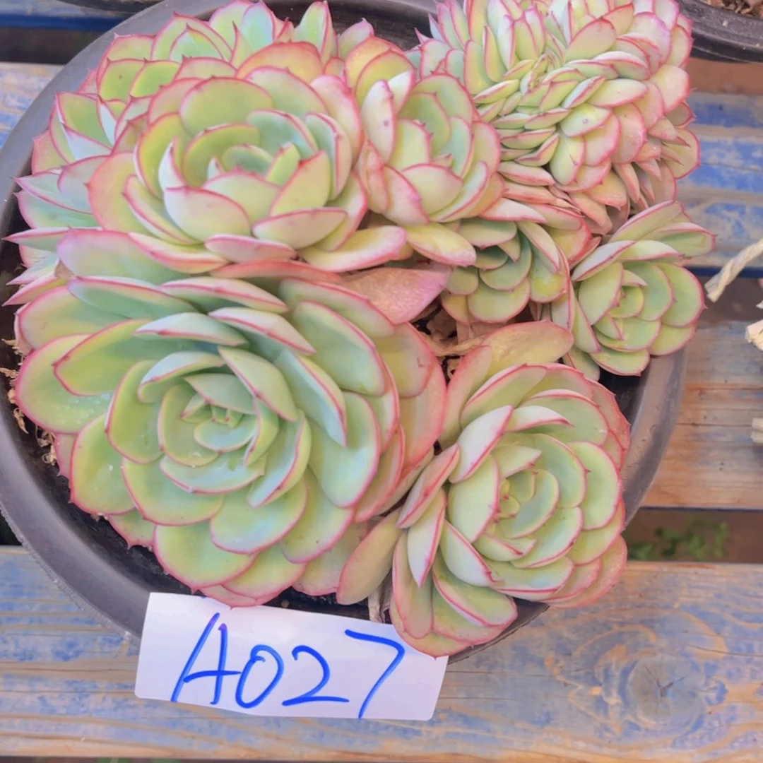 一物一拍Ａ０２７一颗