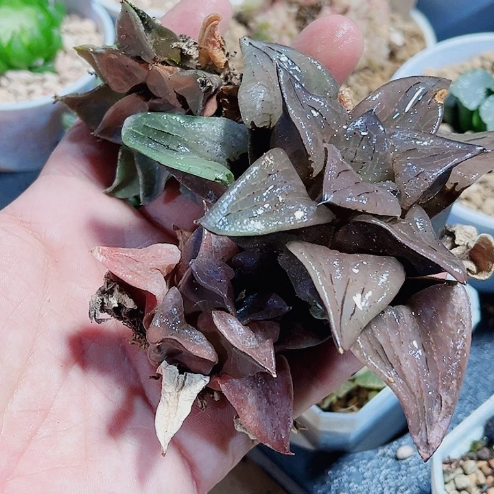 三颗特价不包售后