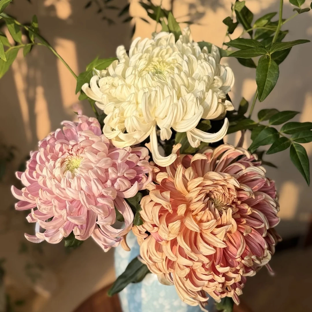 【花之物语】大菊   包邮