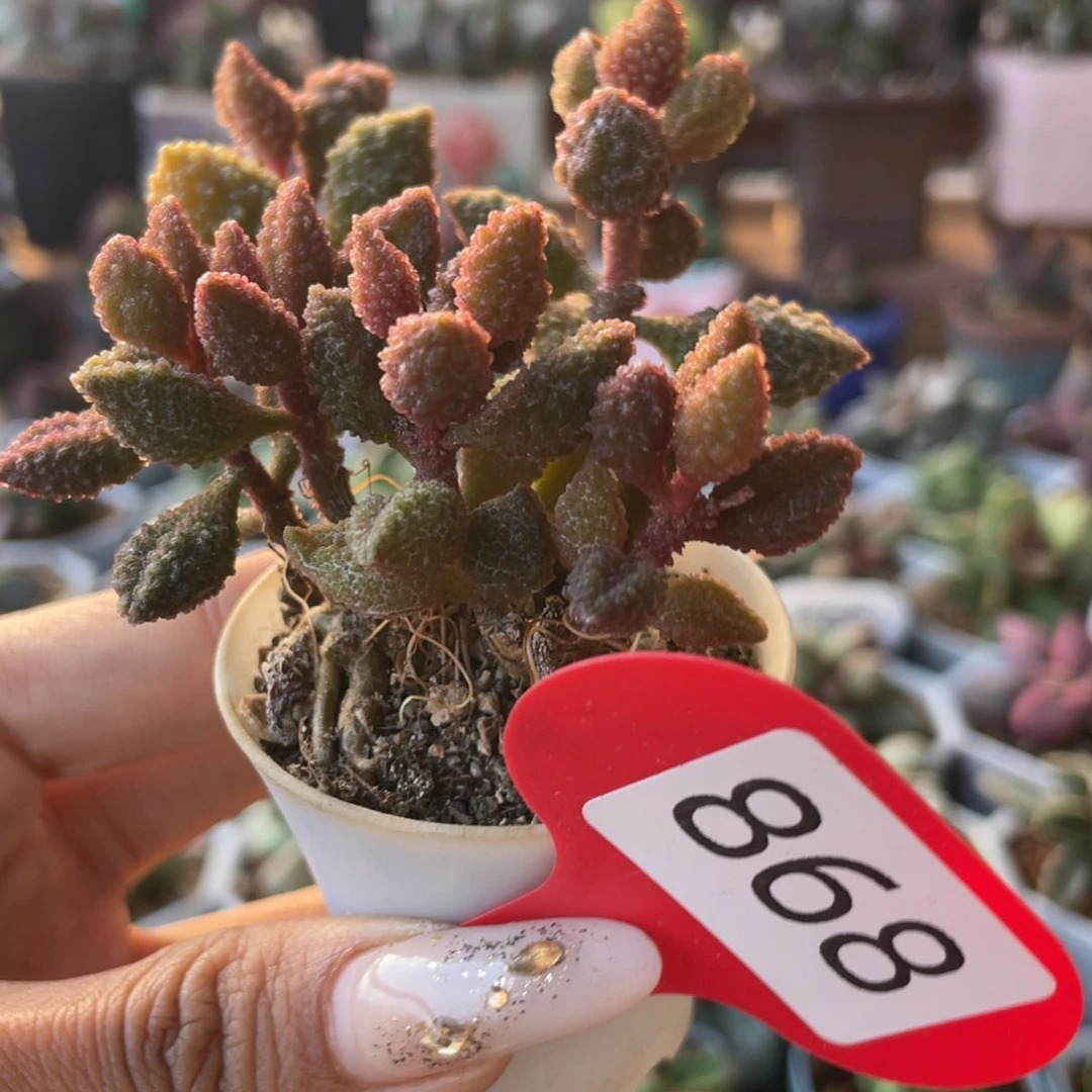 荔枝皮。  868。