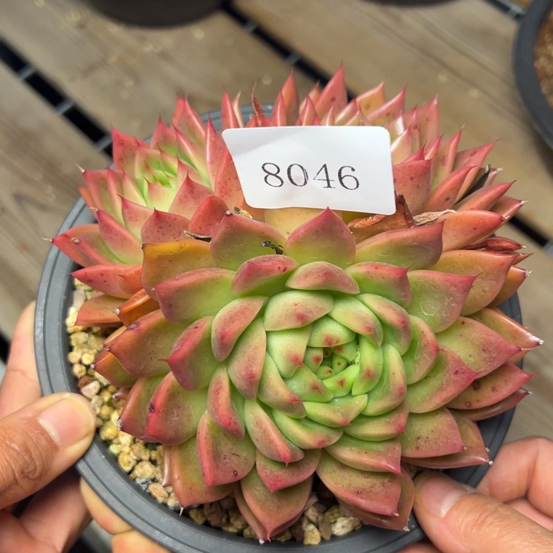 8046肉多哦哟多哦肉