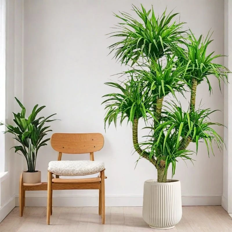 客厅大型绿植龙血树盆栽办公室内外双层多头龙须树乔迁吸甲醛