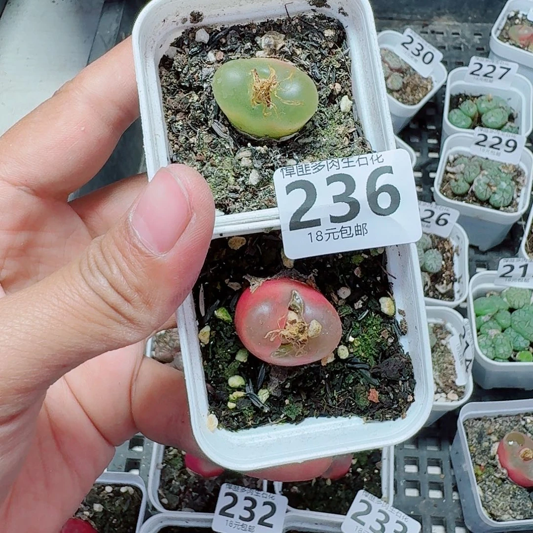 236多肉植物多肉植物