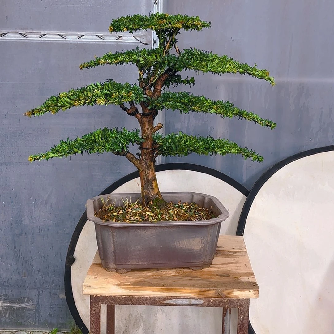 无花朵罗汉松盆景