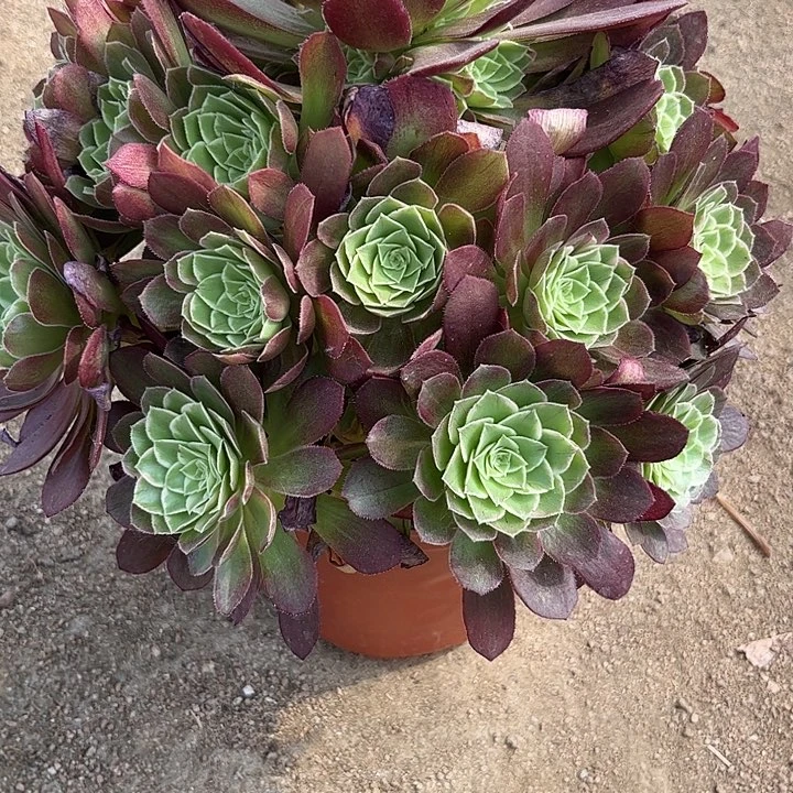 多肉植物万彩灯锦。