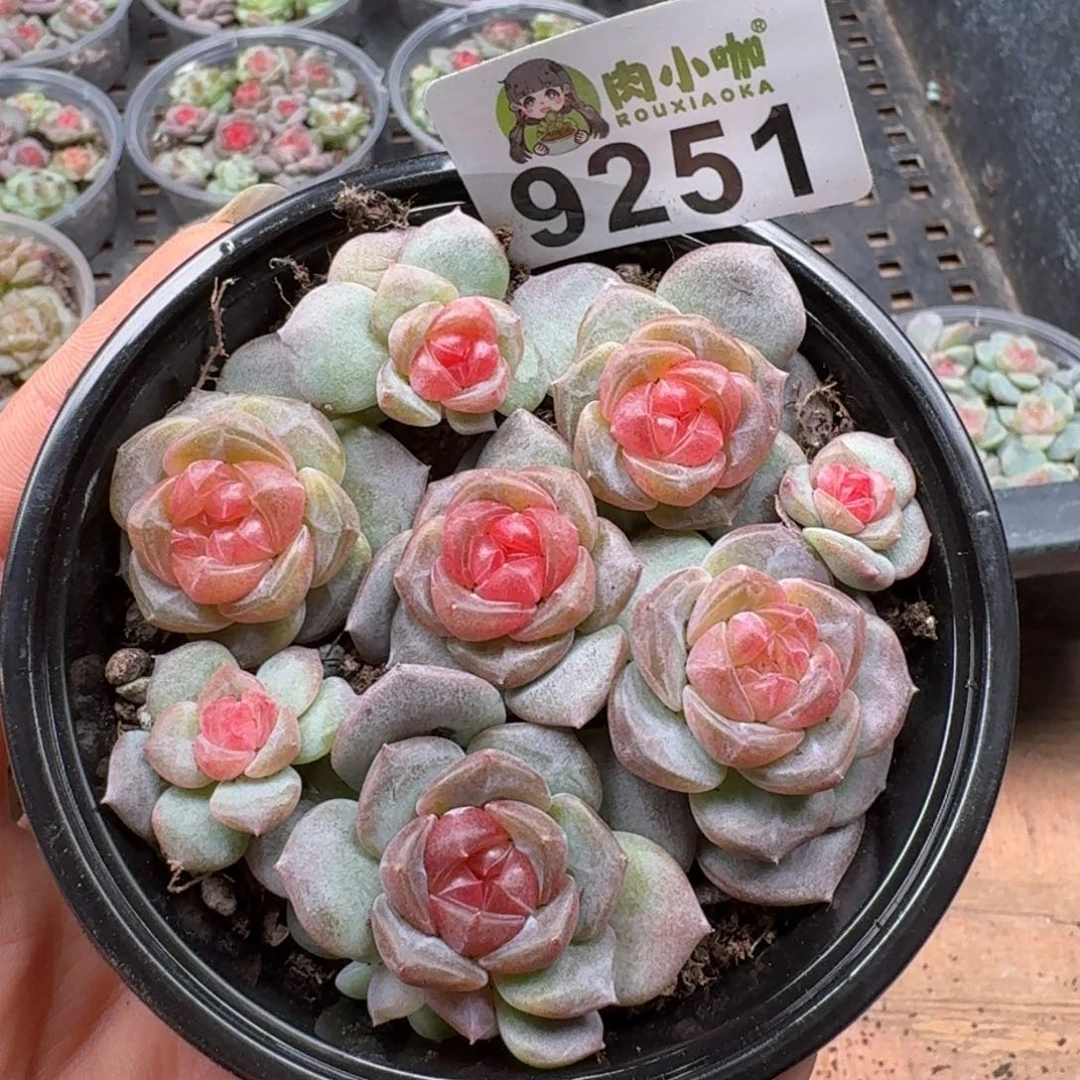 多肉植物多肉植物