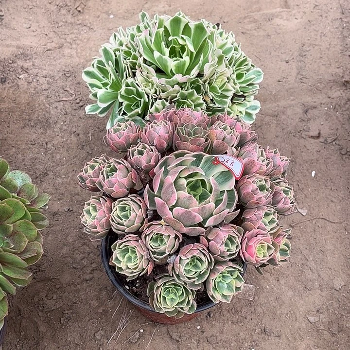 388多肉植物组合，