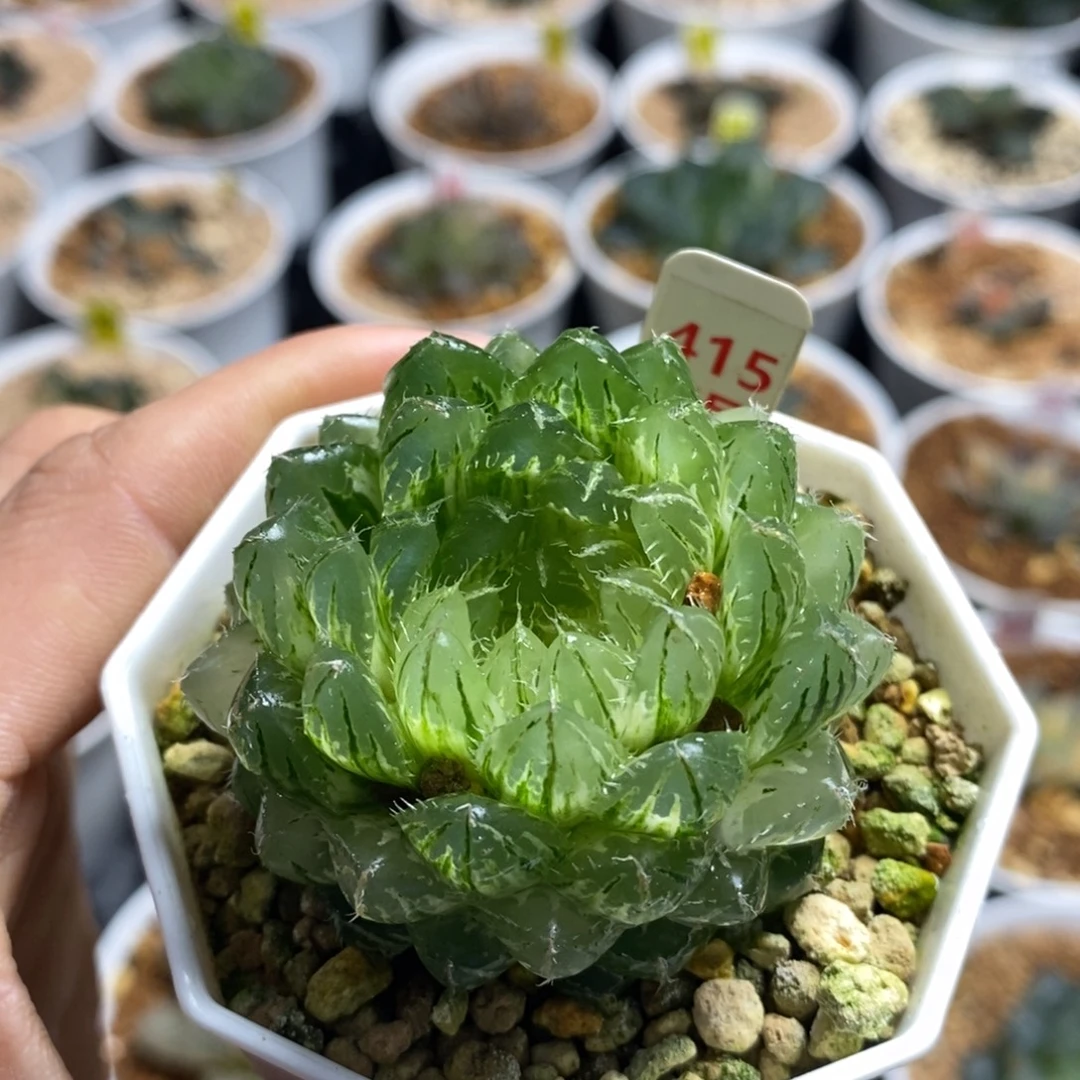 415翠云十二卷多肉