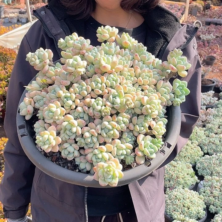 280盆 劳尔22.8米 量拍多肉