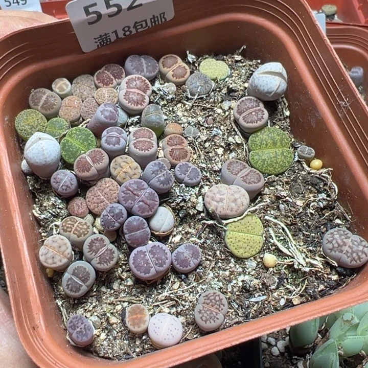 【闪购商品】 552。