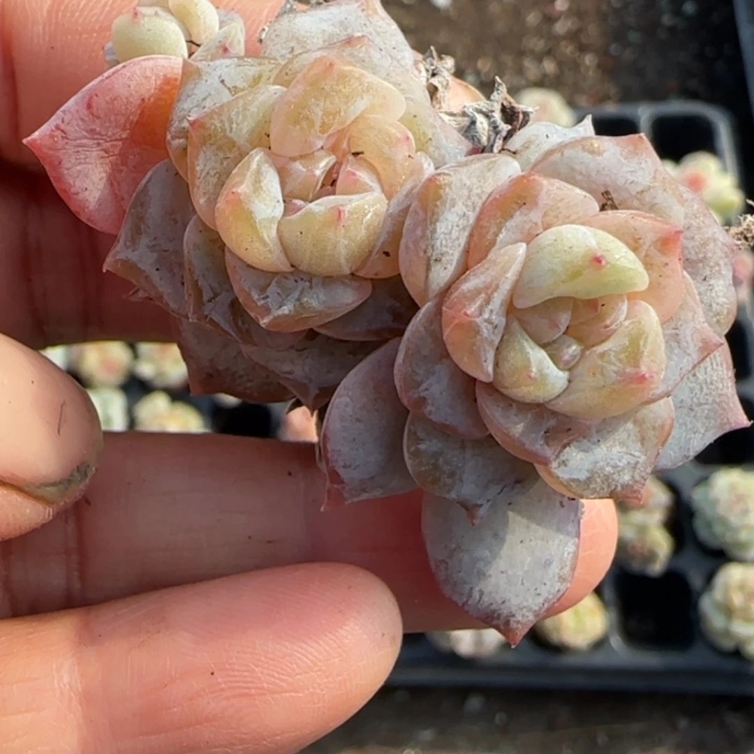 多肉小卡拉米糖心一物一拍