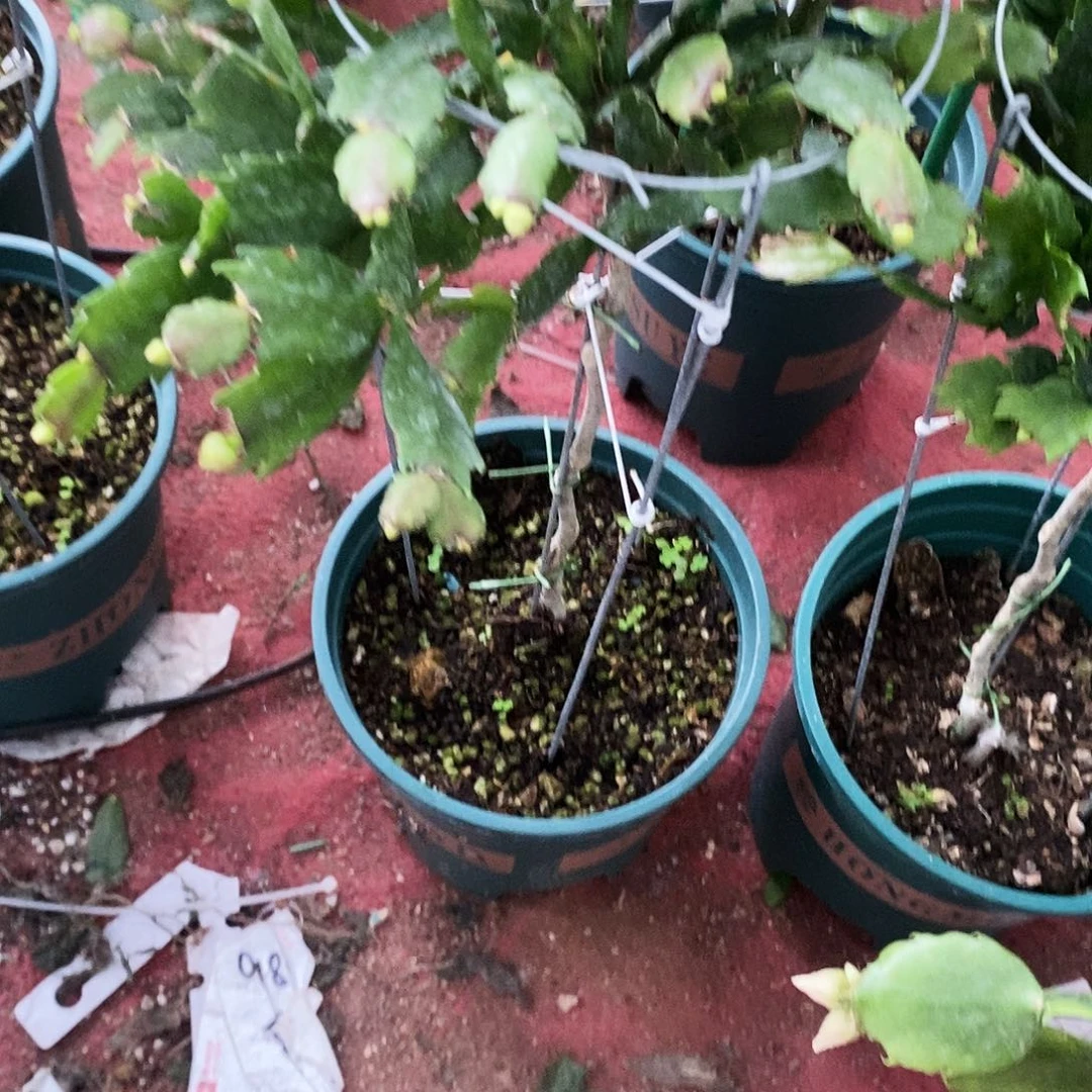 大***凡完全开放福利款定制