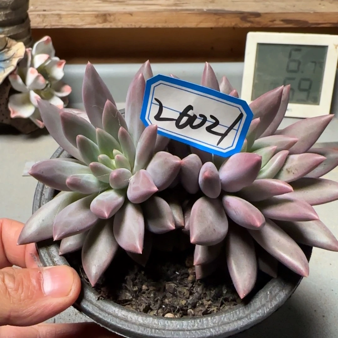 26021红蜻蜓多肉双头