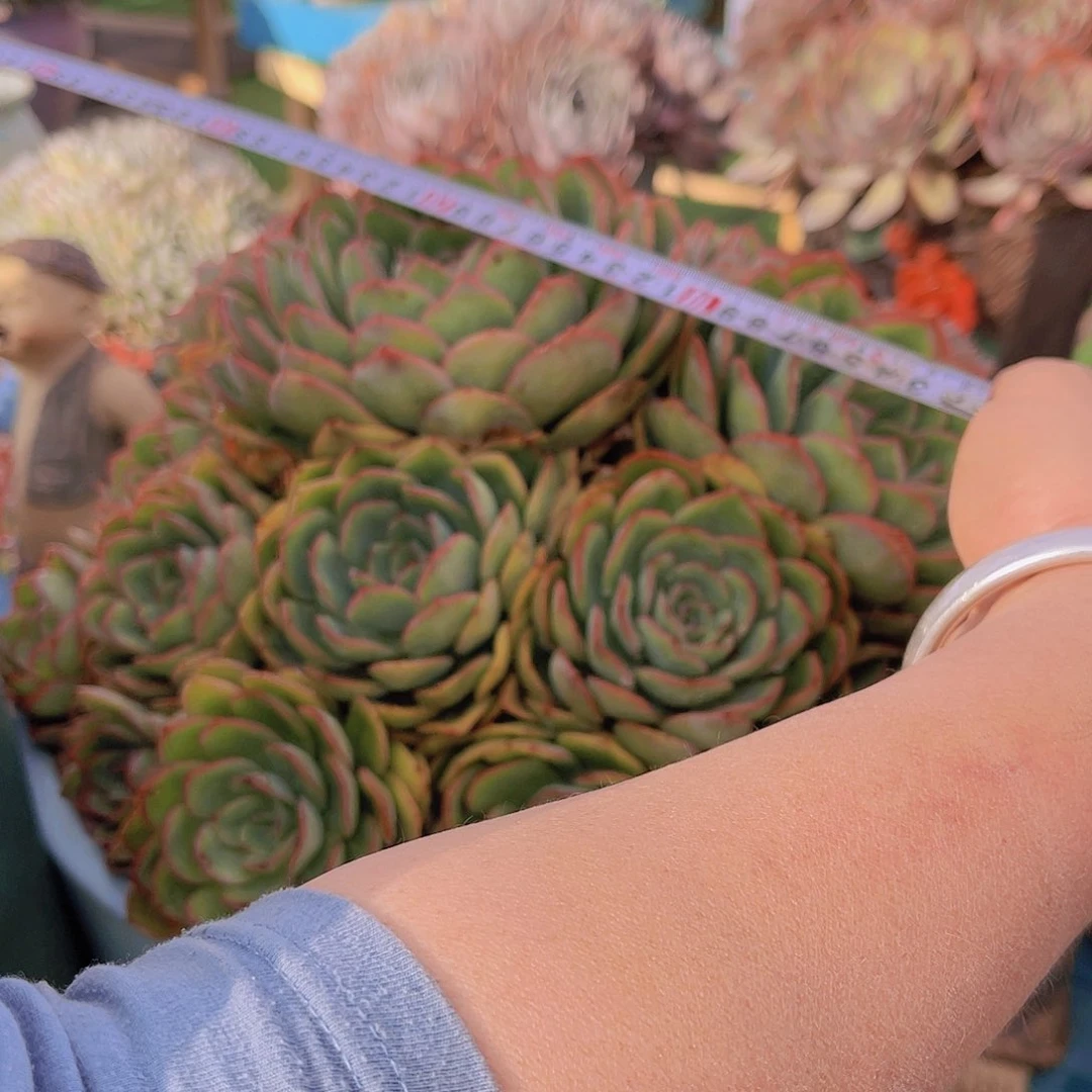 梓*多肉晨露梓姐带盆