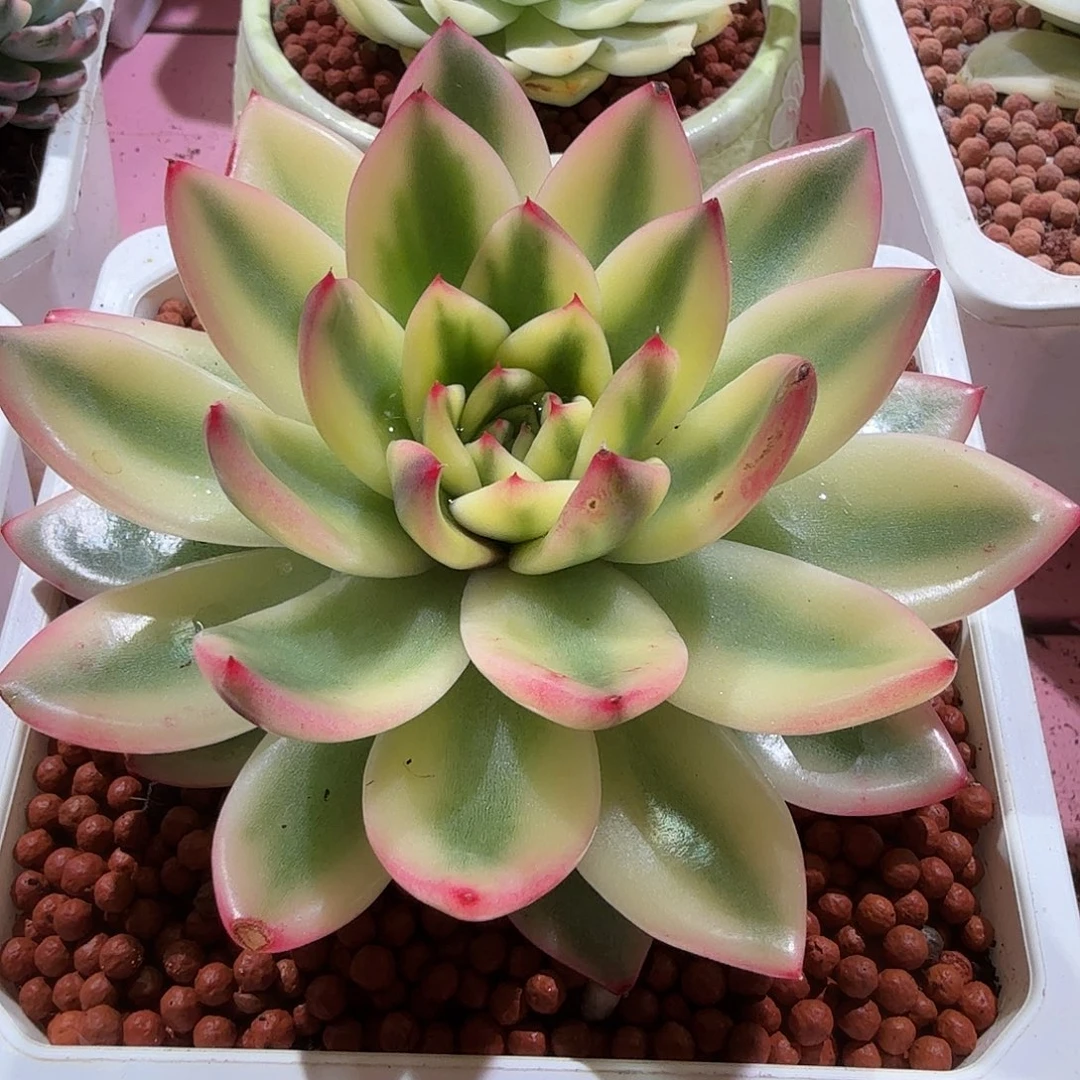 东云锦，多肉植物。