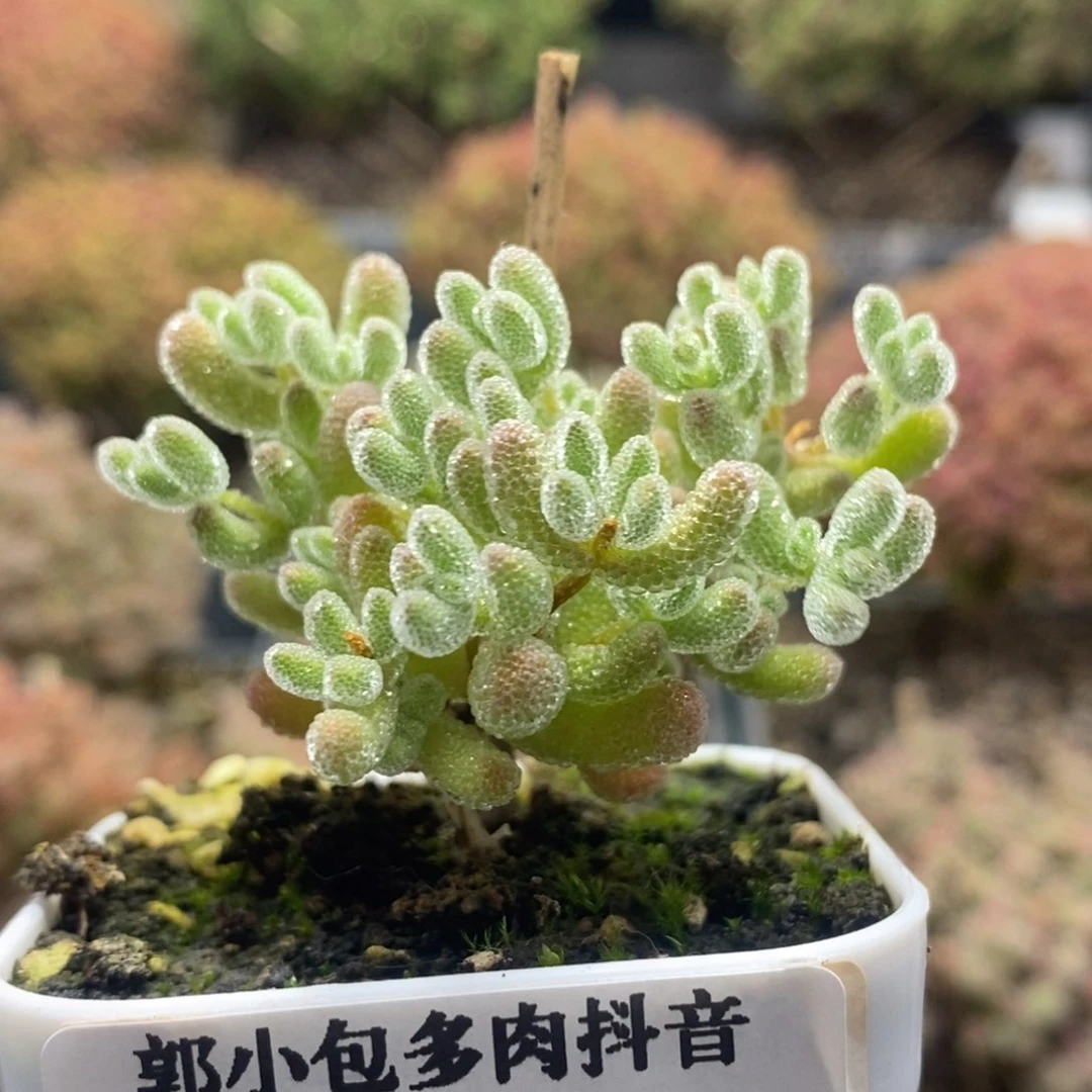 ?***?优选冰晶8090枝干番杏