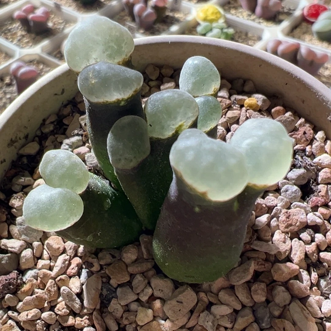 黑体白窗 白麒麟 超美17