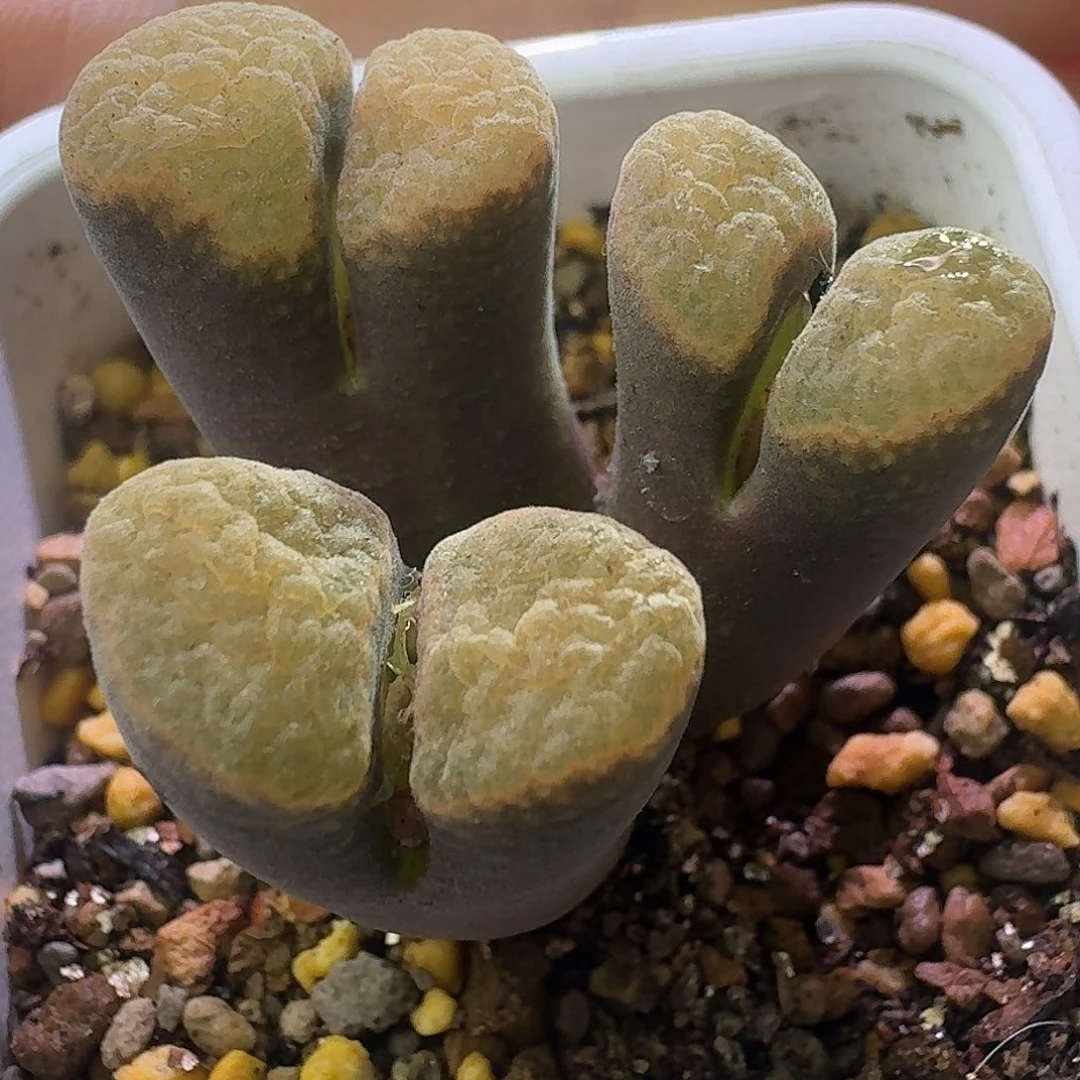 73头号超级蛋糕三头有腿