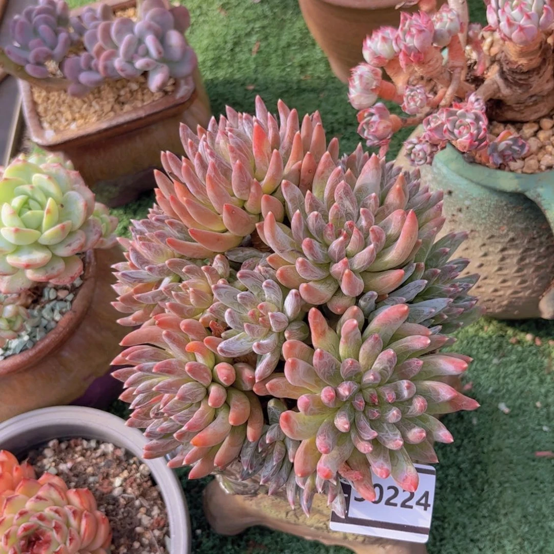 炫彩星多肉植物30224