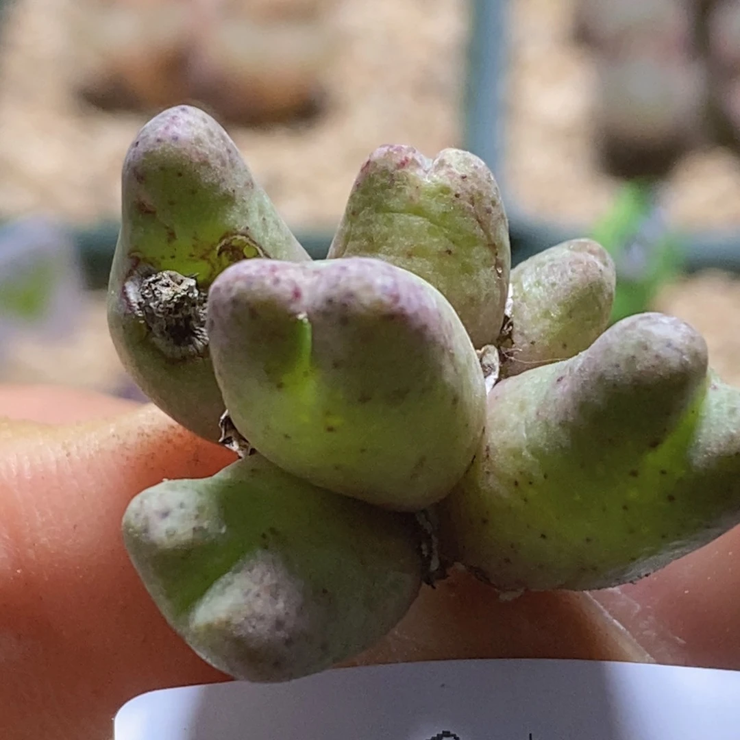 李**球2-1346好看好看好看