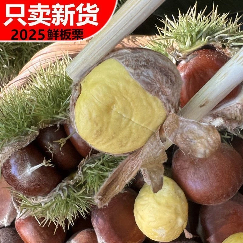 助农专属深山老树新鲜板栗现摘现发香甜粉糯好剥皮