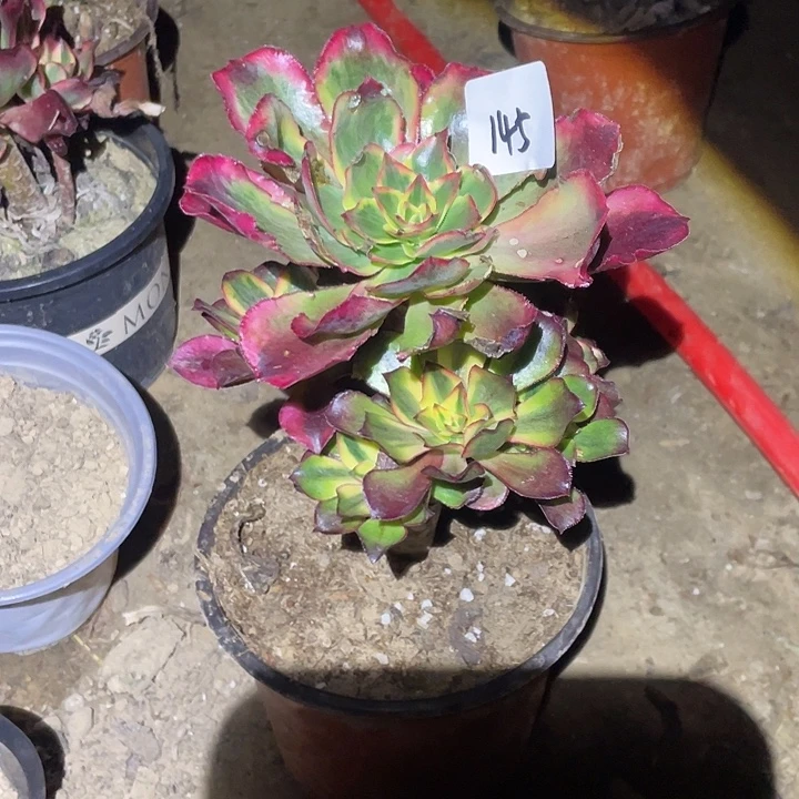 法师植物魅影法师145