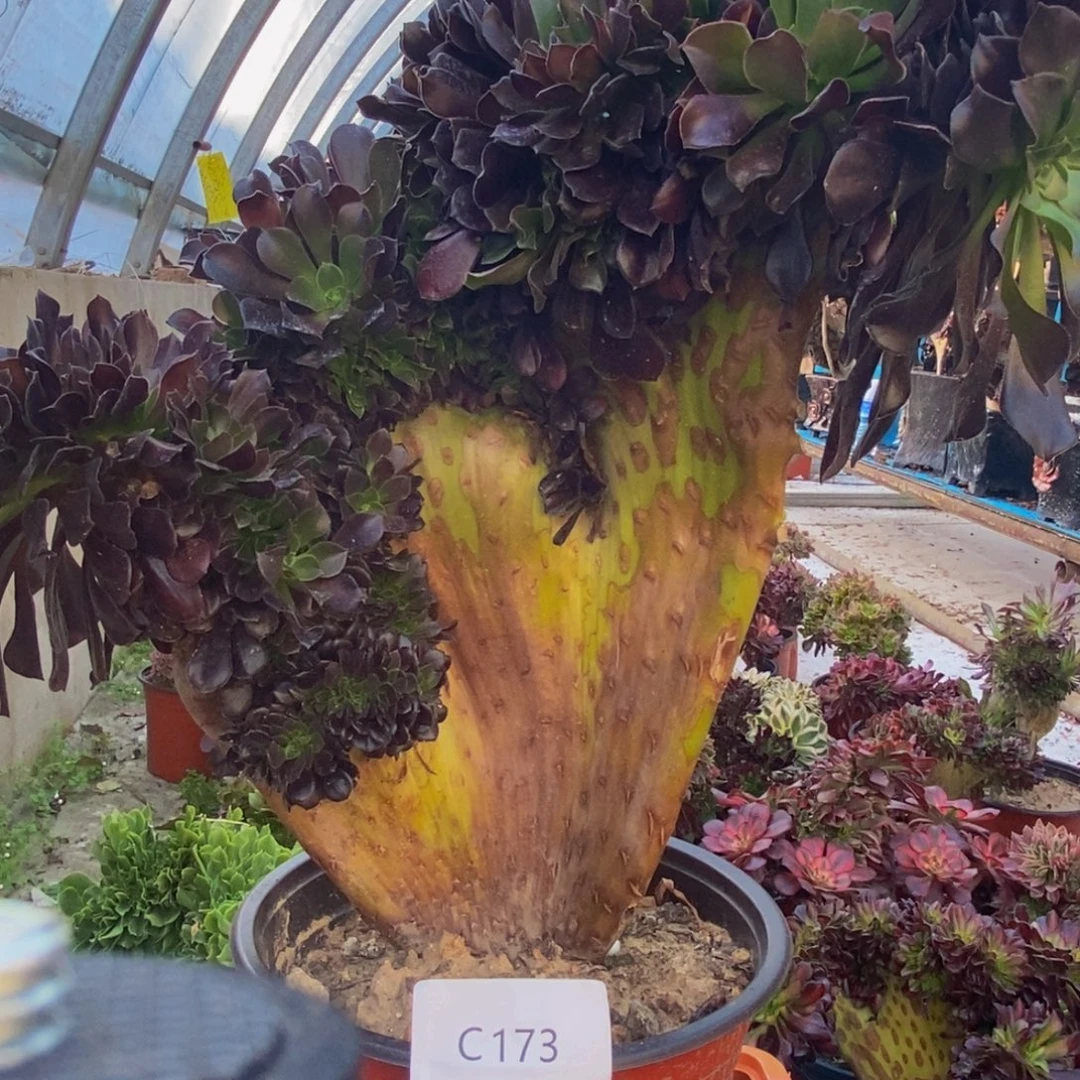 安***素欧紫缀化c173所见即所得