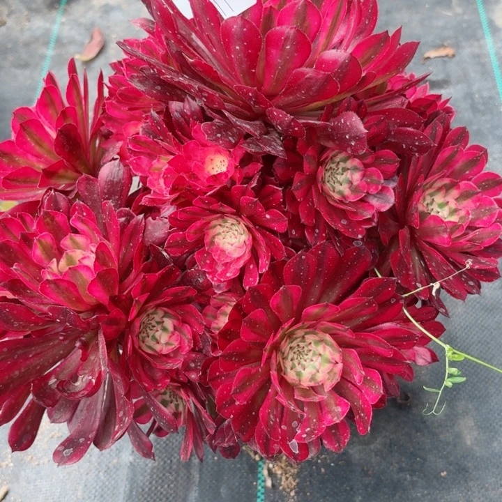 104大红白多肉植物