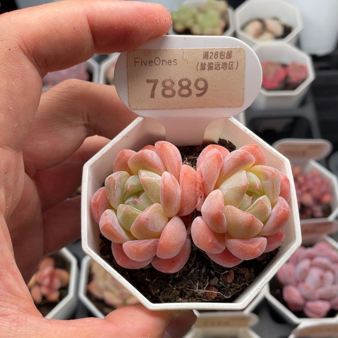 琥珀7889-6.5厘米